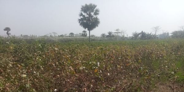 ঝালকাঠিতে পরিত্যক্ত জমিতে তুলা চাষে সাফল্য